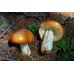 Мицелий Сыроежки сереющей / Сыроежка выцветающая (Russula decolorans)